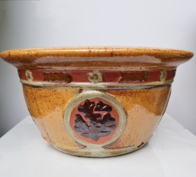 CHẬU CHỮ VÀNG NHỎ