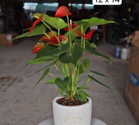 CHẬU MEN SÔI NHỎ INDOOR 12x14 TRẮNG