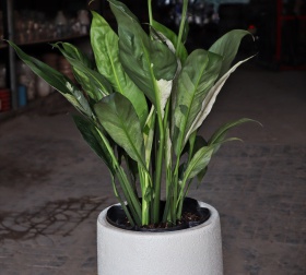 CHẬU MEN SÔI NHỎ INDOOR  26x21