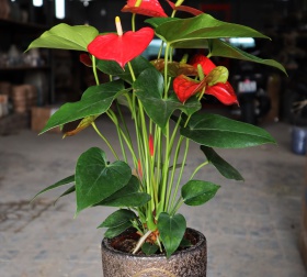 CHẬU MEN SÔI NHỎ INDOOR 12x14 ĐỒNG